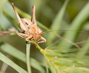 Grasshopper on the grass