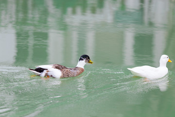 white duck