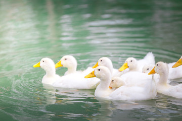 white duck