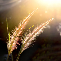 Grass flower with sunlight for background square frame ratio