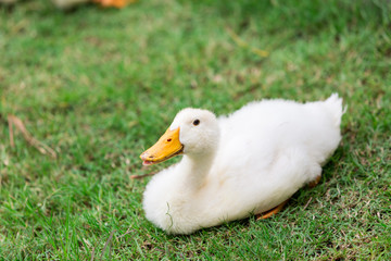 white duck