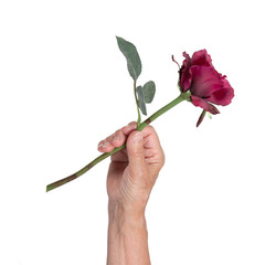 Old hand giving a rose