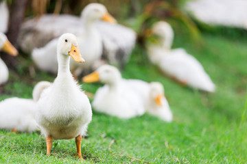 white duck