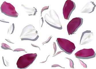 white and purple flower petals collection
