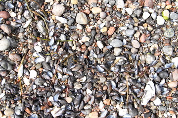 Muscheln am Strand