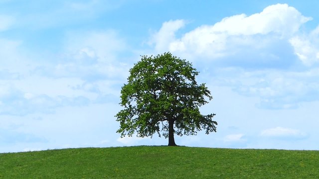 Single tree on a hill