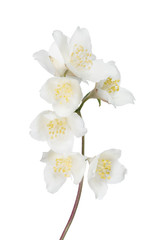 Naklejka na ściany i meble white jasmin branch with seven blooms