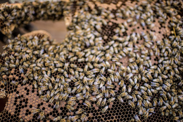 Obraz premium Beekeeper is working with bees and beehives on the apiary.