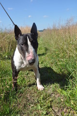 Bull Terrier Dog on nature on field
