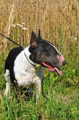 Bull Terrier Dog on nature on field