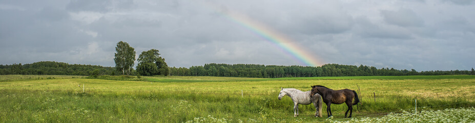 Two horses on the meadow and rainbow on the background.