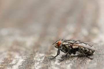 Black fly with orange eyes on wooden surface
