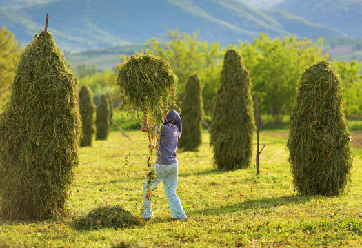 Woman farmer turns the hay with a hay fork