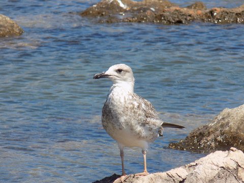Gray seagull on rock