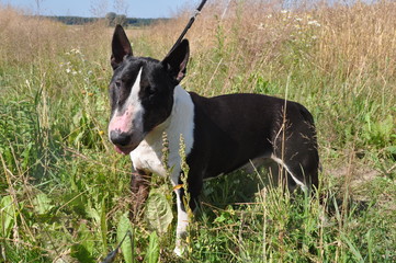 Bull Terrier Dog on nature on field