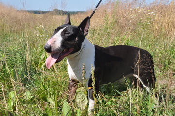 Bull Terrier Dog on nature on field