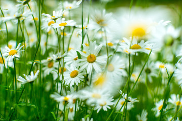 Beautifull summer flowers. Ligo time in Latvia.
