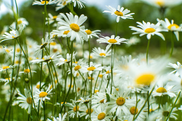 Fototapeta na wymiar Beautifull summer flowers. Ligo time in Latvia.