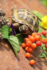 Черепаха 11