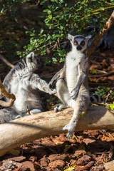 Ring Tailed Lemur or white front (Lemur catta)