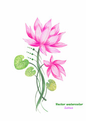 Original art, watercolor painting of pink lotus