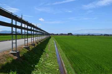 実り前の田園風景／山形県の庄内地方で、実り前の田園風景を撮影した写真です。