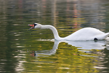 Obraz premium Beautiful swan reflection while yelling.
