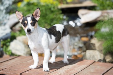 Jack Russell 