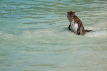 Obraz premium Monkey at the Monkey beach in Koh phi phi island,Thailand