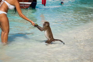 Monkey at the Monkey beach in Koh phi phi island,Thailand