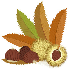 Sweet chestnuts with leaves and spiny husks on white background