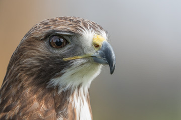 Red tailed hawk headshot