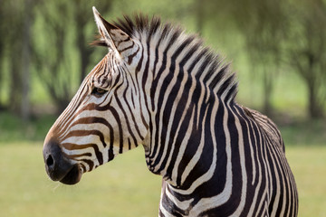 Obraz na płótnie Canvas Hartmann's Mountain Zebra