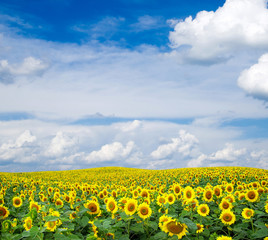 Obraz premium Blooming field of sunflowers on blue sky