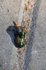 Julikäfer