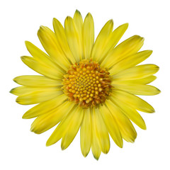 Vector realistic yellow flower.
