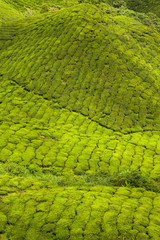 Tea plantations in state Kerala, India