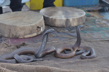 Snake charmer with Cobra-Morocco