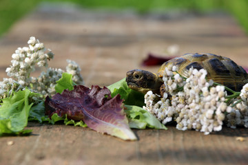 Черепаха ест листья салата