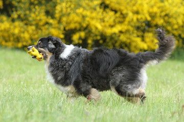 Hund mit gelben Spielzeug läuft über die Wiese