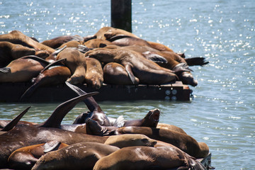 Sea Lions