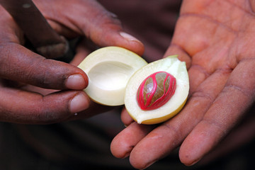 Fresh nutmeg fruit on the hand of a man