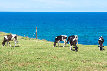 Cows near a Cantabrian sea (Spain)