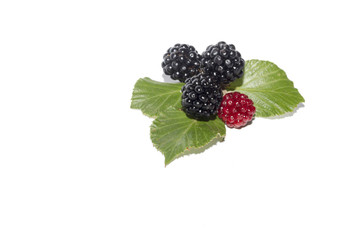 bunch of blackberries
with leaves