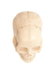 Human skull model isolated on white background