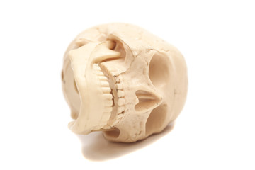 Human skull model isolated on white background