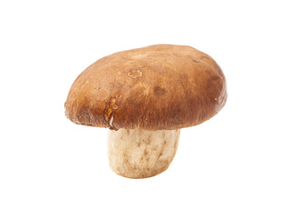 mushroom isolated on white background