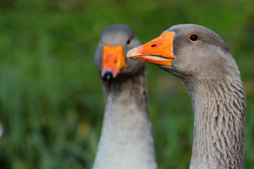 A couple of geese