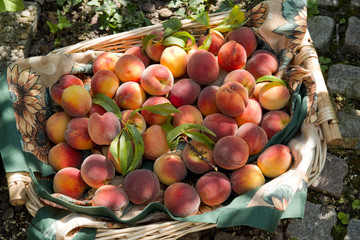 Aprikosen im Korb