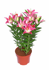 Lys rose